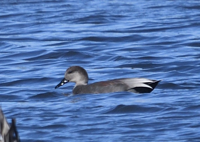 Gadwall - ML644858586