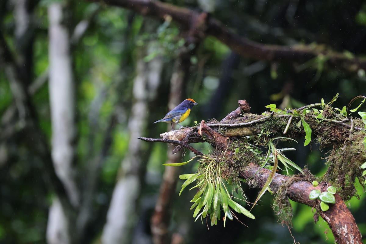 Tawny-capped Euphonia - ML644858587