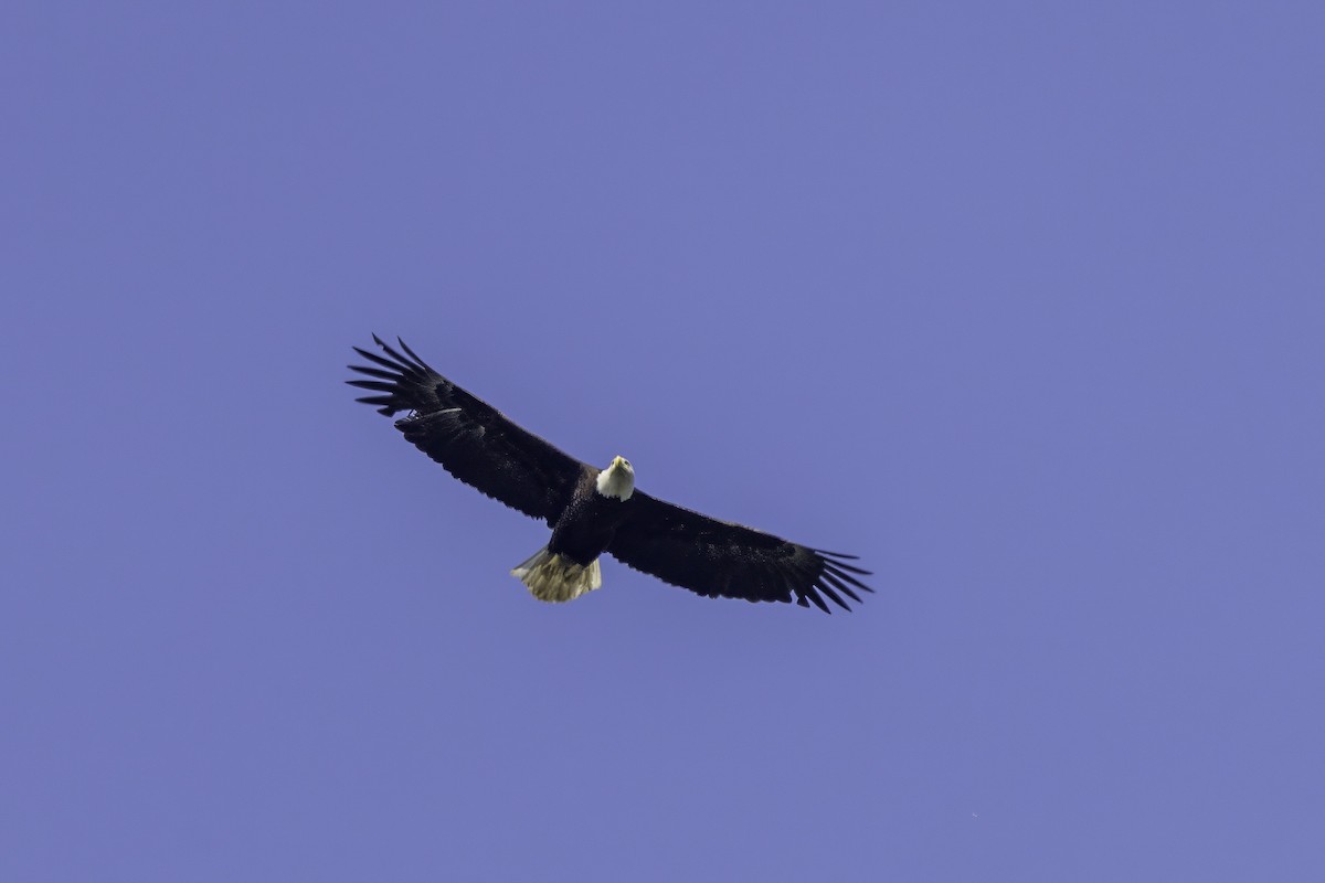 Bald Eagle - ML644858588
