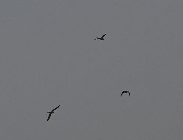 Alexandrine Parakeet - ML644858589