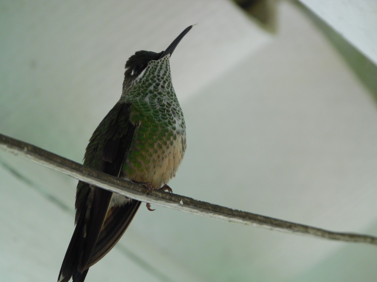 Violet-fronted Brilliant - ML644858593