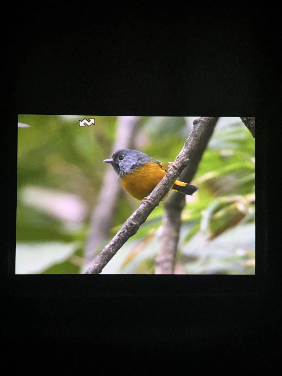 Golden-breasted Fulvetta - ML644858596