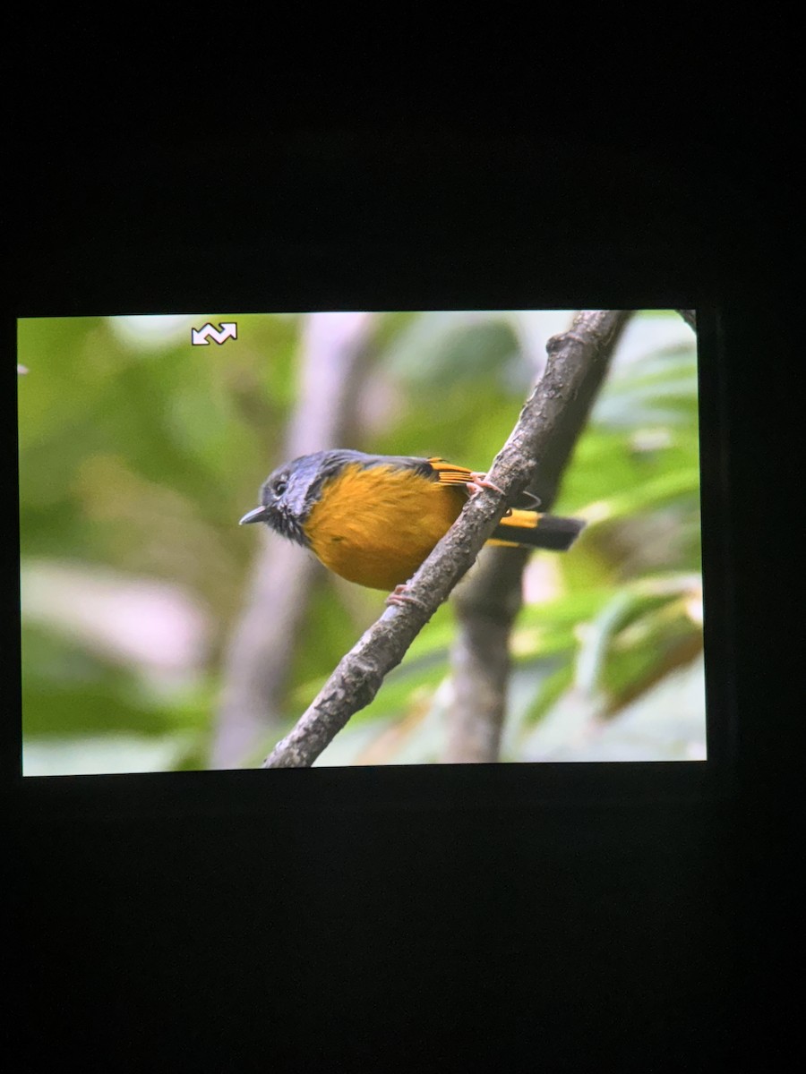 Golden-breasted Fulvetta - ML644858597
