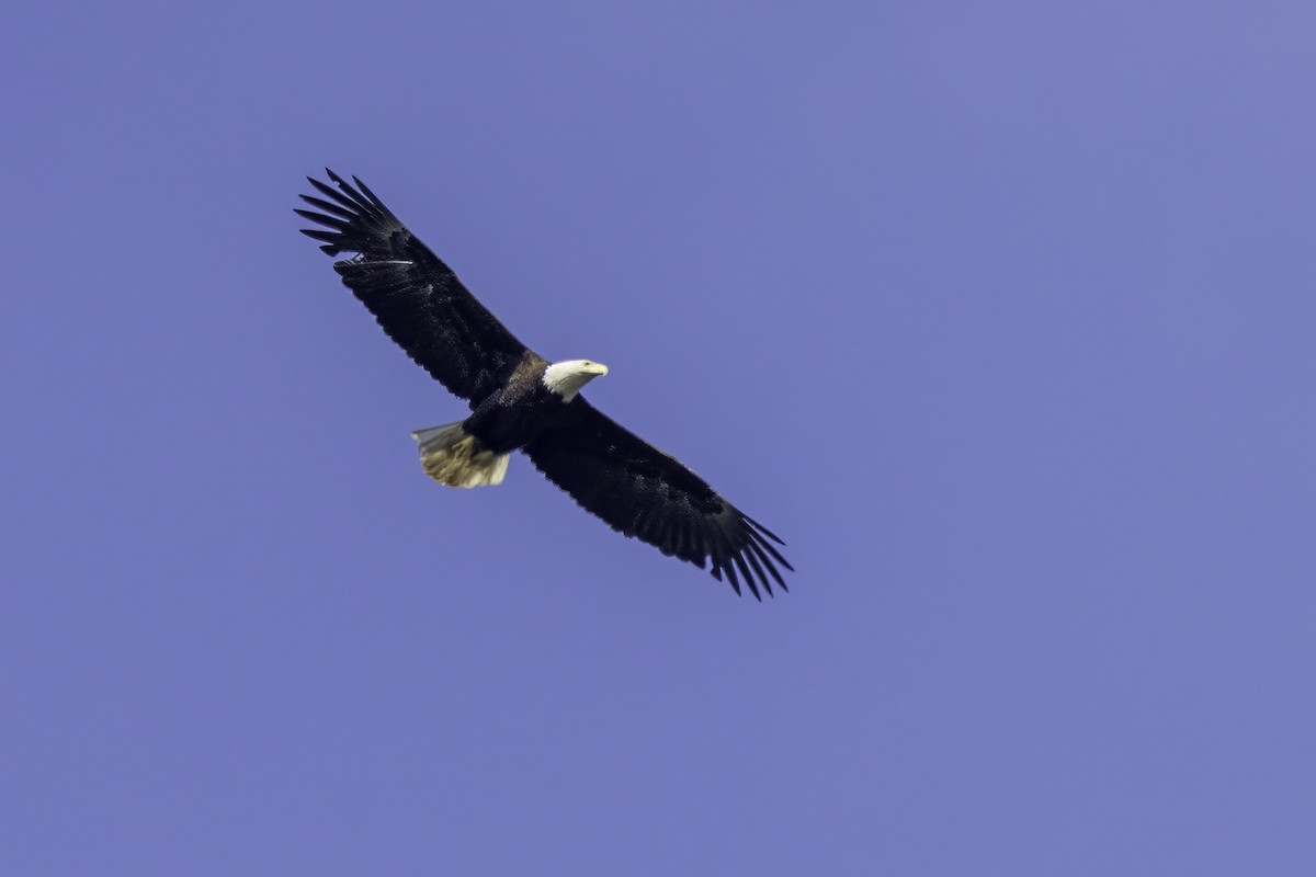 Bald Eagle - ML644858600