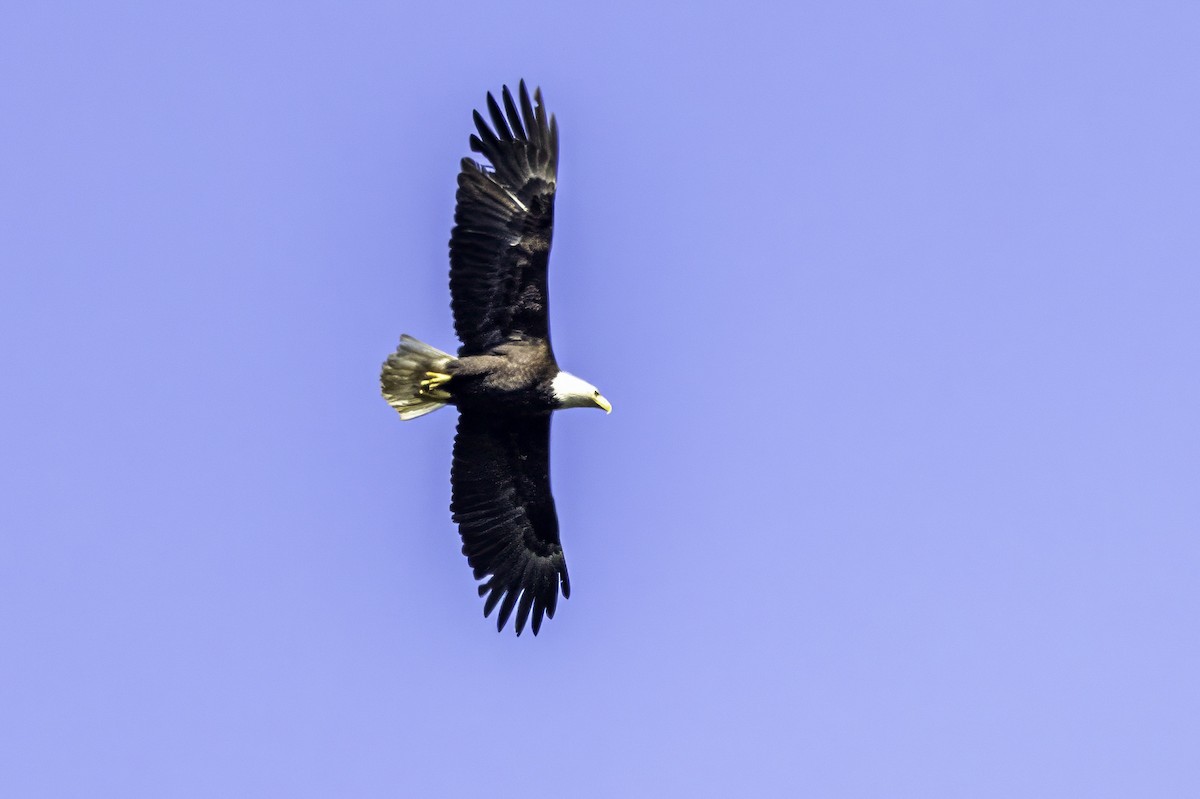 Bald Eagle - ML644858602