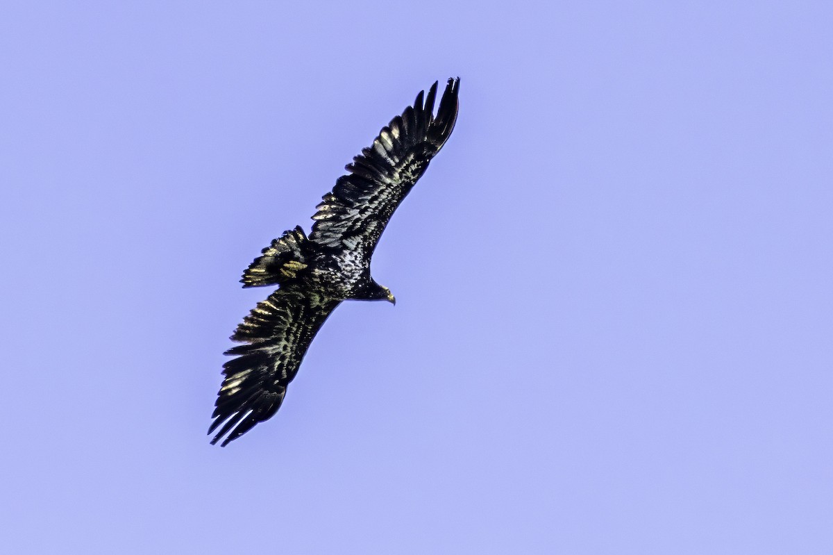 Bald Eagle - ML644858605