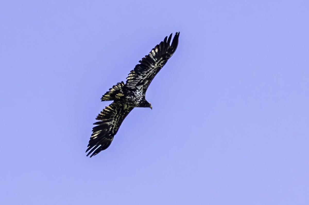 Bald Eagle - ML644858610