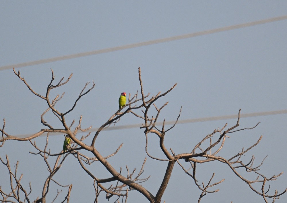 コセイインコ - ML644858611