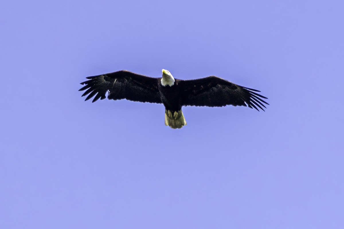 Bald Eagle - ML644858612