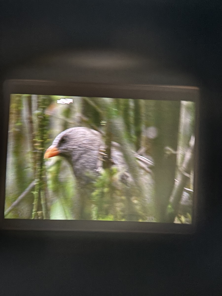 Great Parrotbill - ML644858614