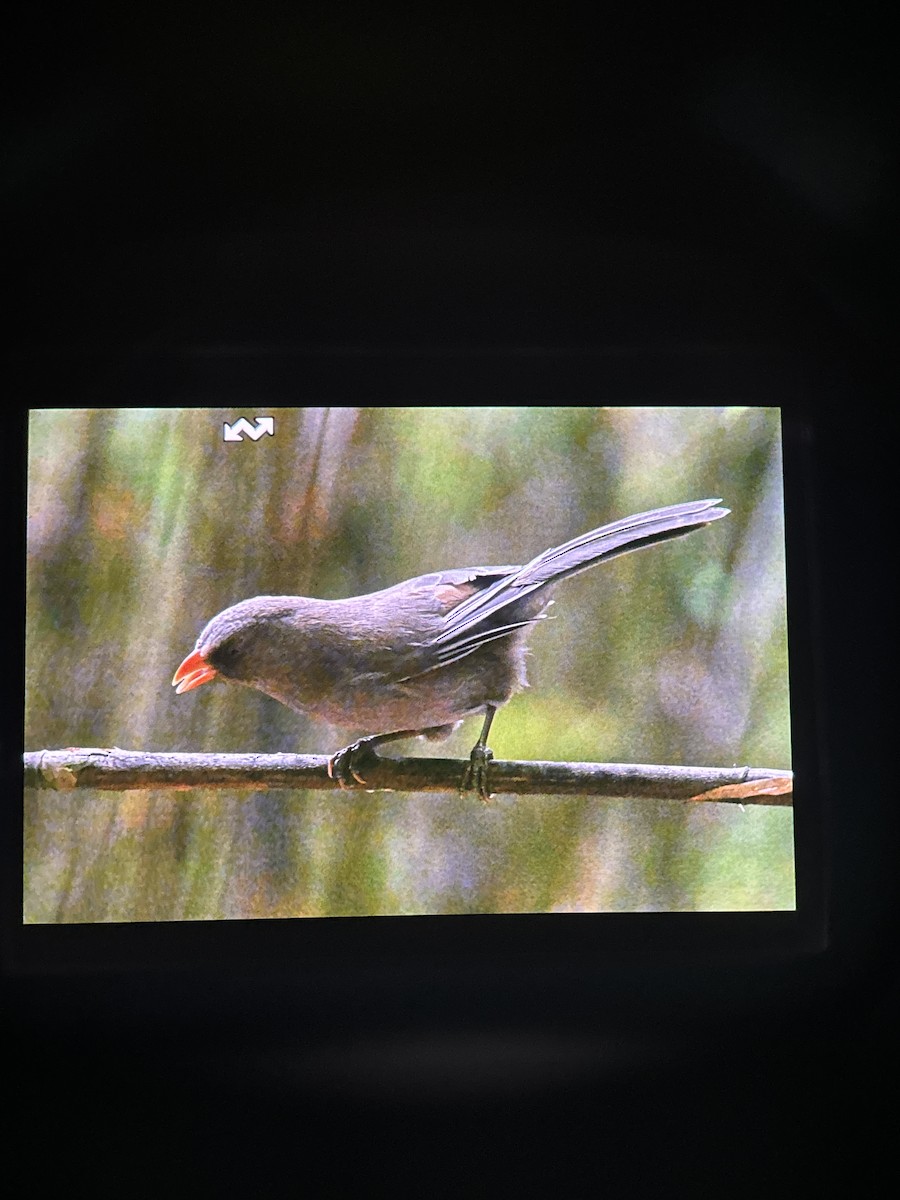 Great Parrotbill - ML644858615