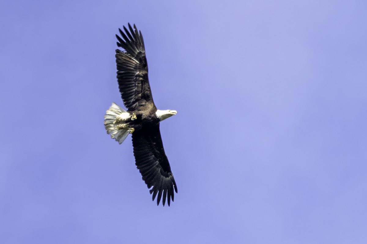 Bald Eagle - ML644858619
