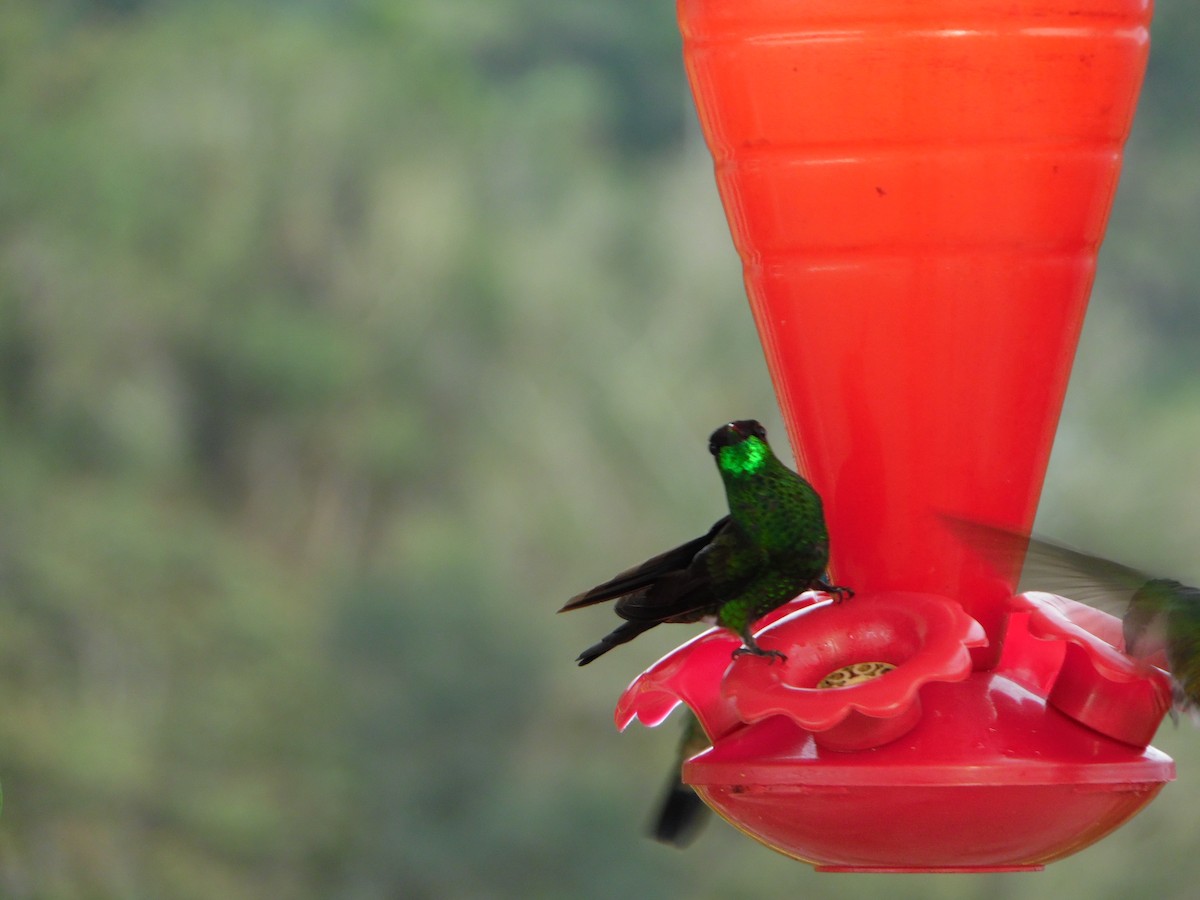 Violet-fronted Brilliant - ML644858625