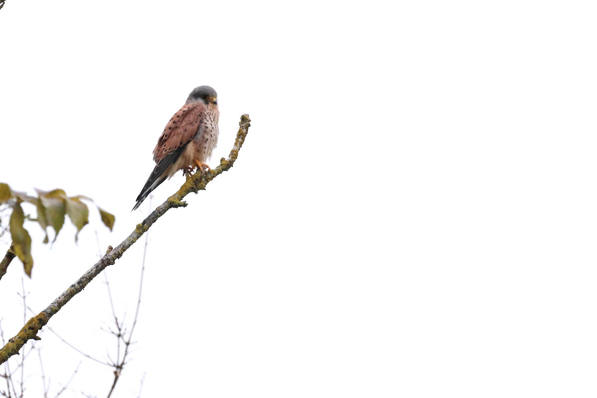Eurasian Kestrel - ML644858626