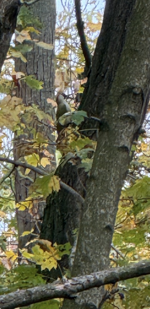 Eurasian Green Woodpecker - ML644858627