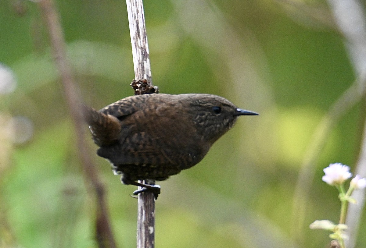 Eurasian Wren - ML644858630