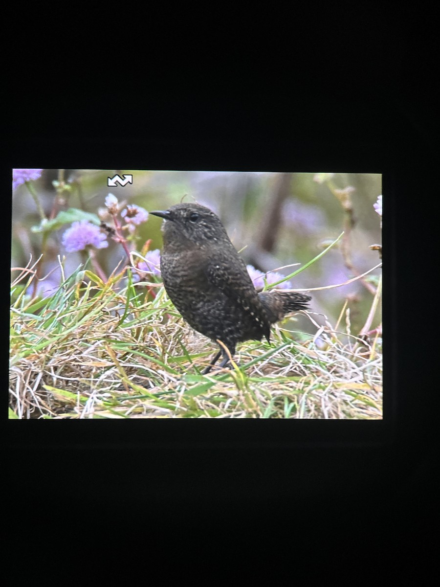 Eurasian Wren - ML644858631