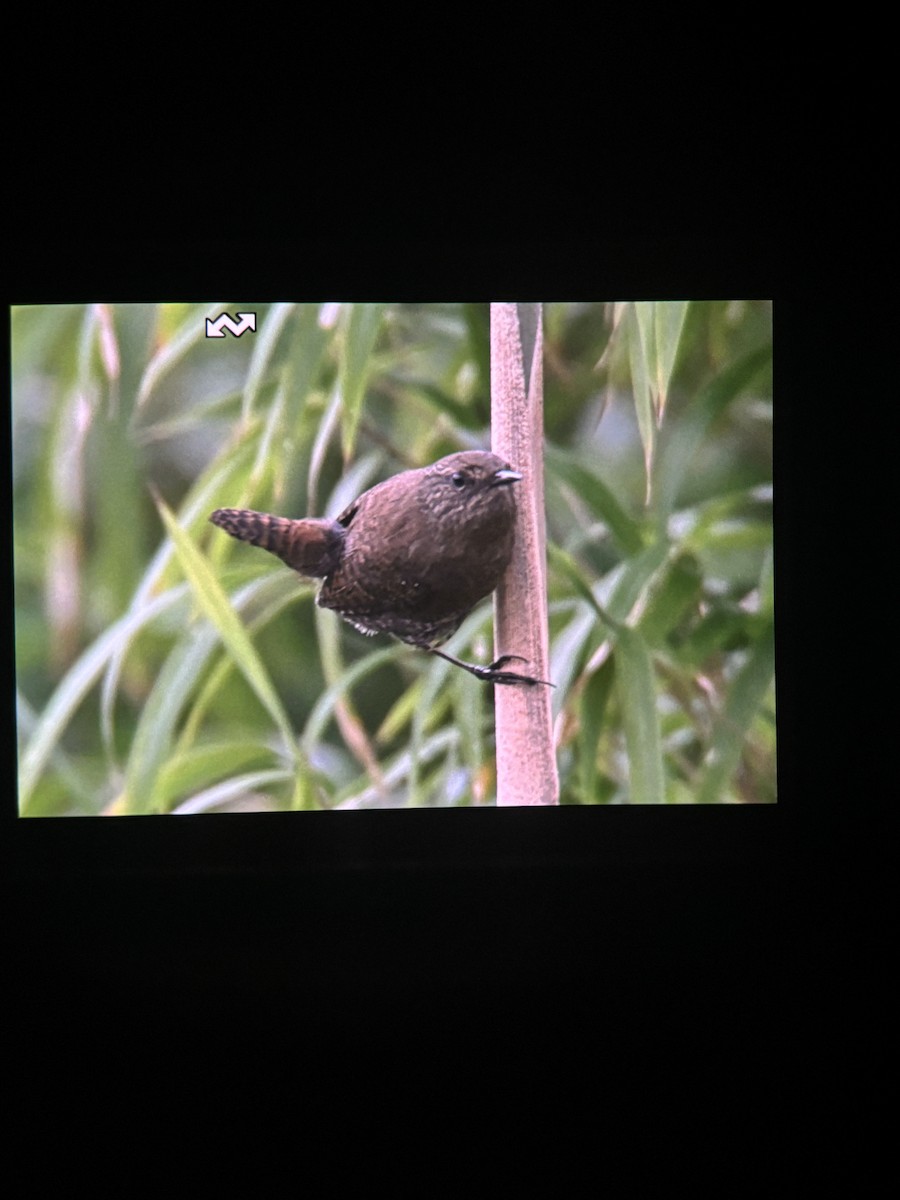 Eurasian Wren - ML644858632
