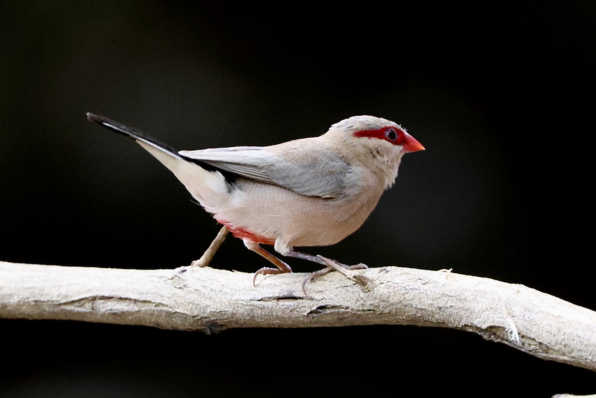Астрильд сірий - ML644858640