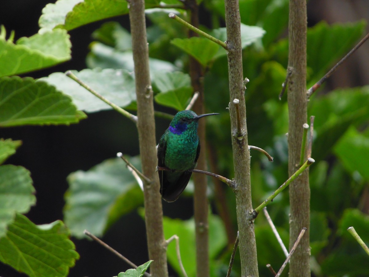 Lesser Violetear - ML644858641