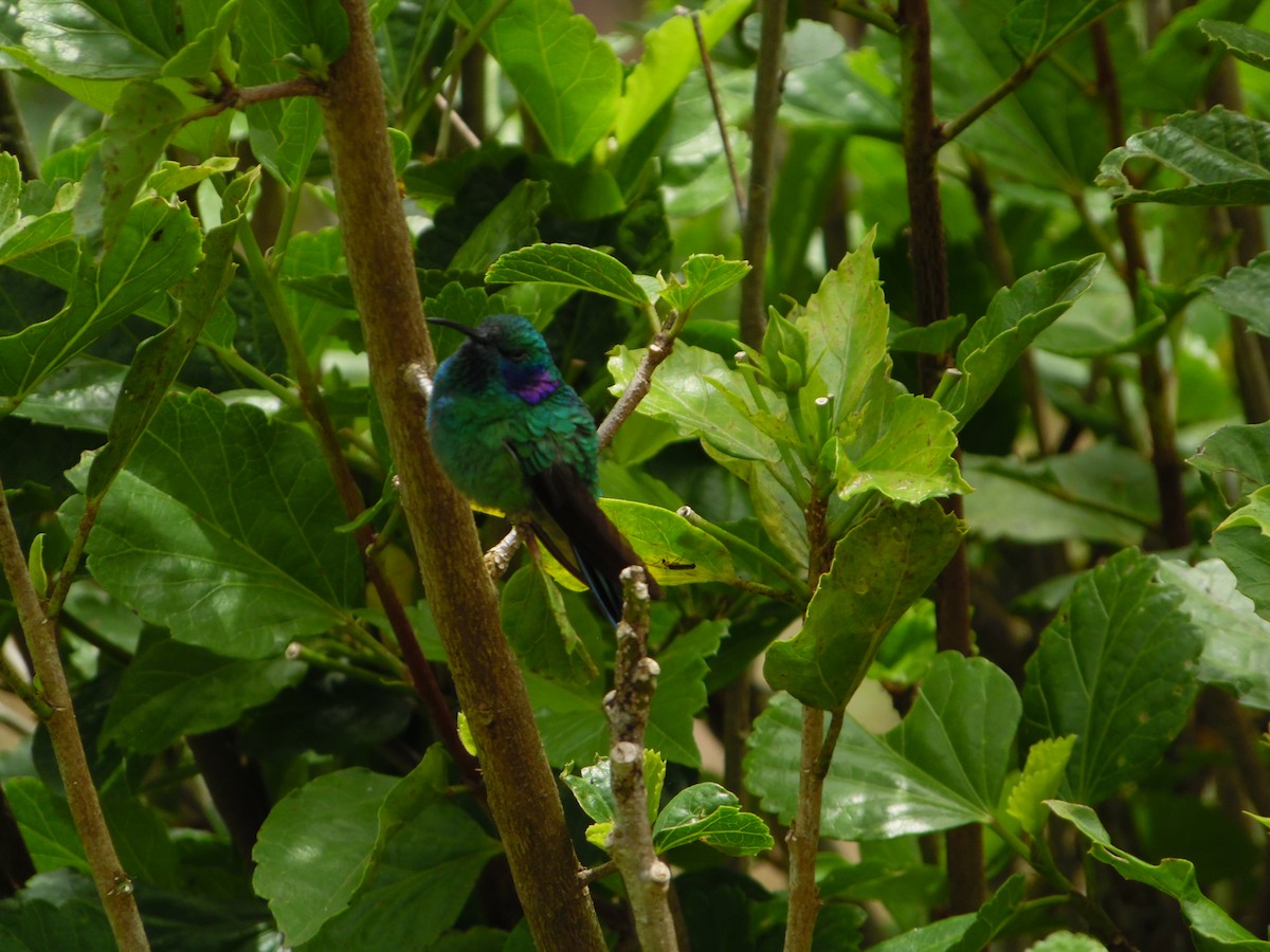 Lesser Violetear - ML644858642