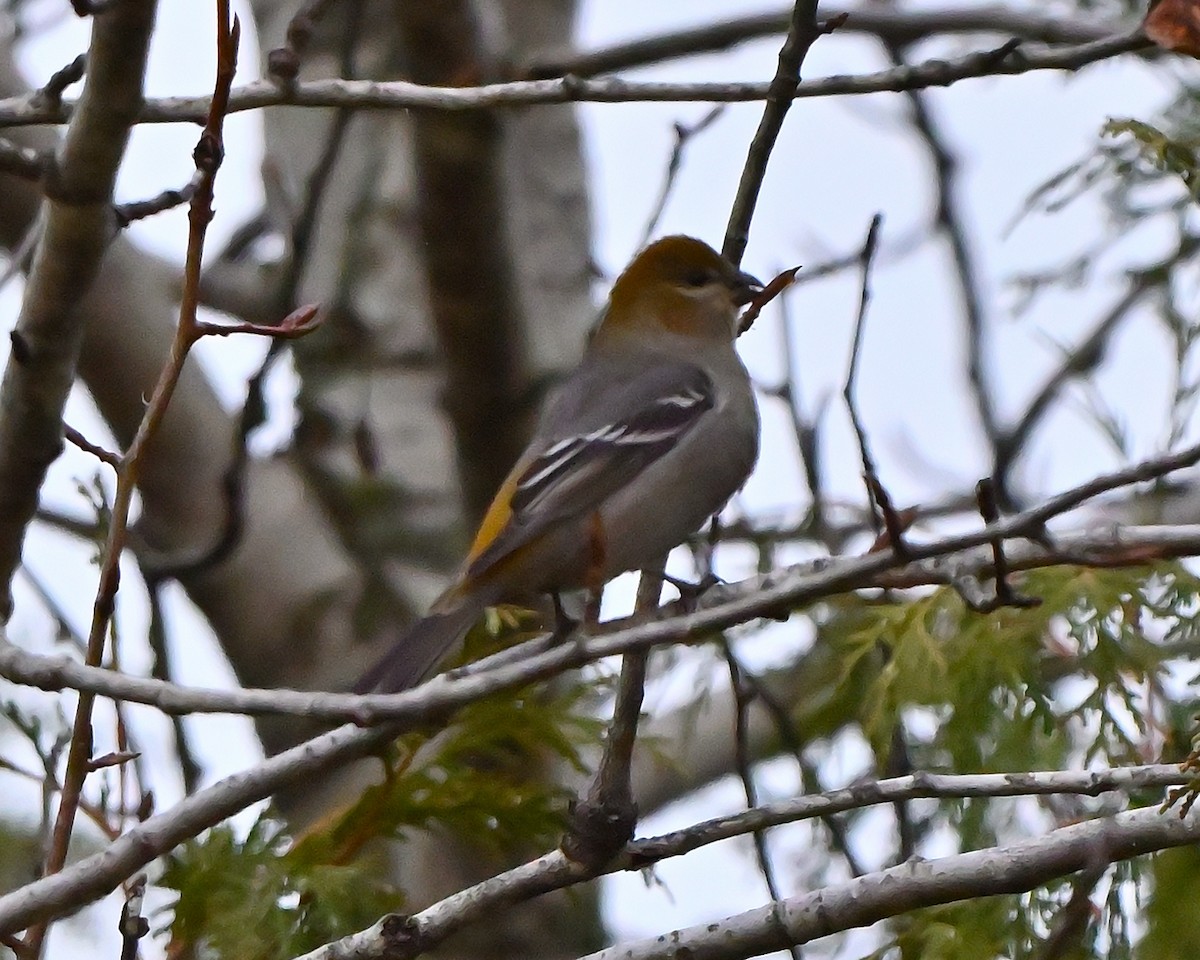 Pine Grosbeak - ML644858669