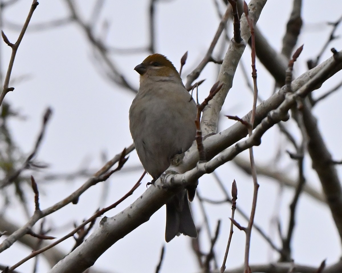 Pine Grosbeak - ML644858670