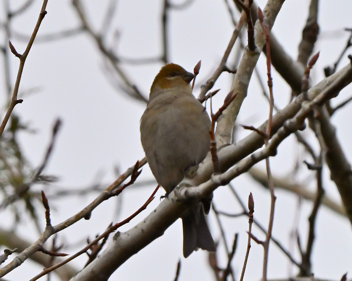 Pine Grosbeak - ML644858671