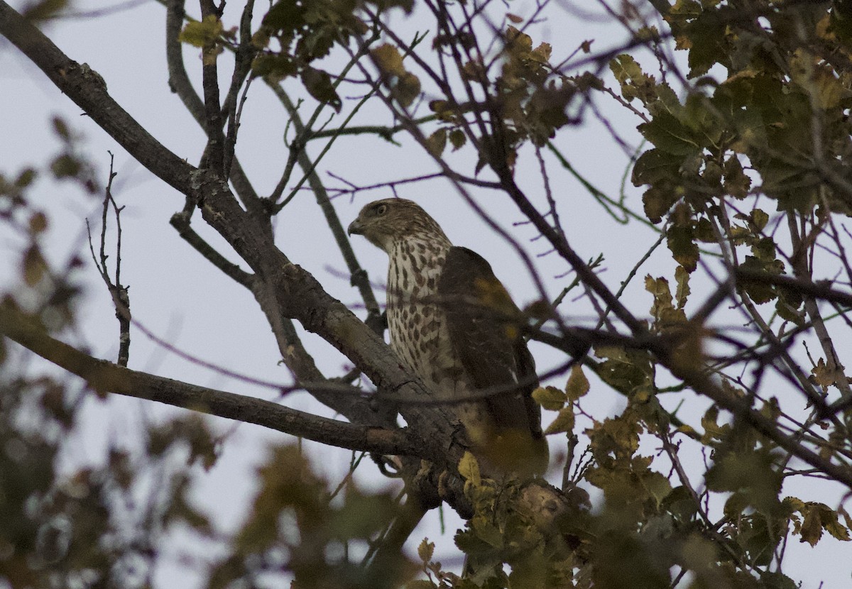 Cooper's Hawk - ML644858676