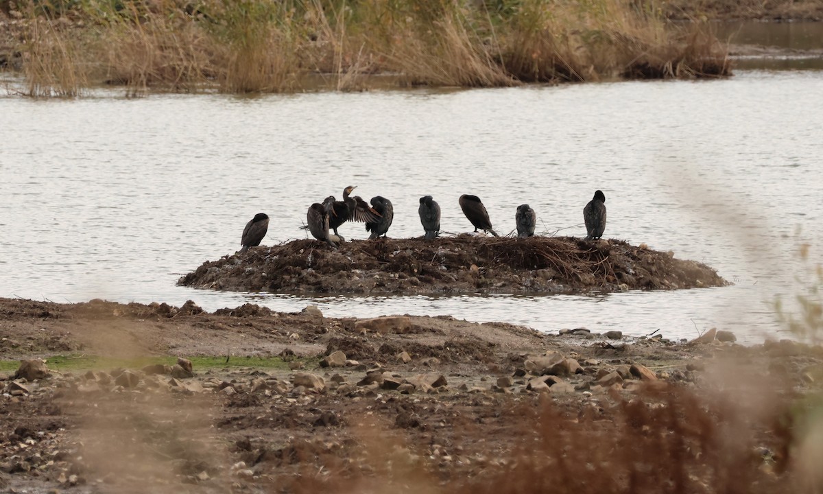 kormorán velký - ML644858678