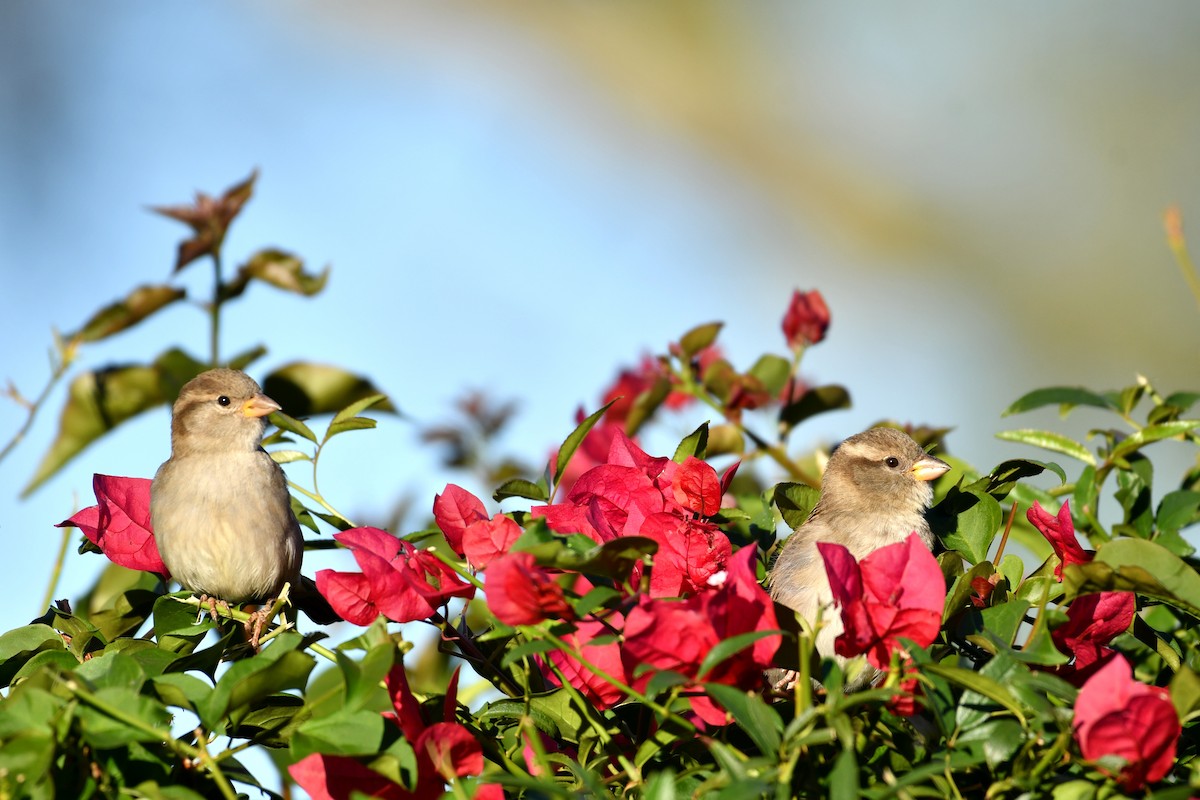 House Sparrow - ML644858679