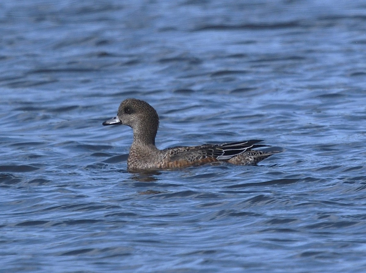 American Wigeon - ML644858681