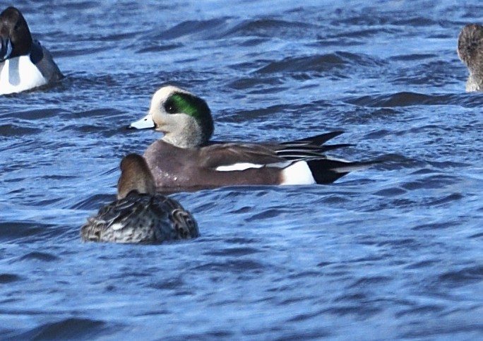American Wigeon - ML644858682