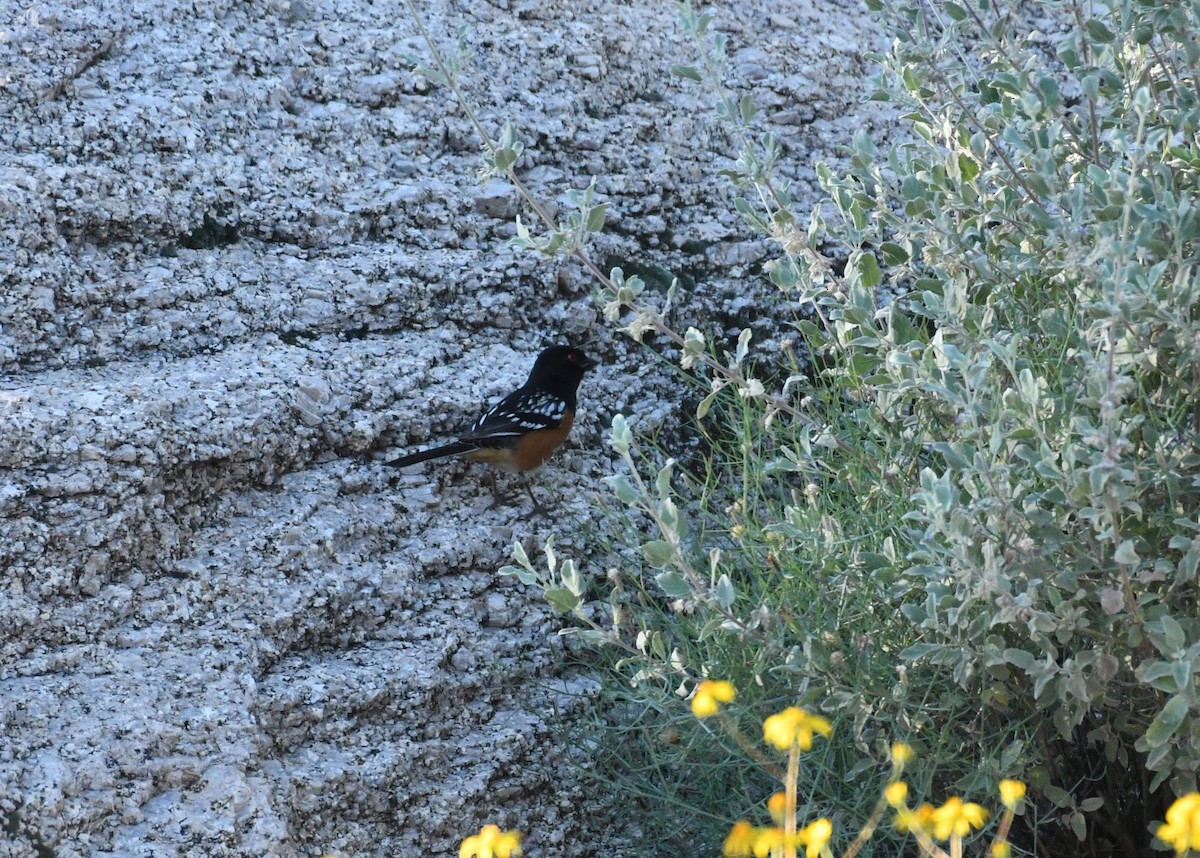 Spotted Towhee - ML644858683