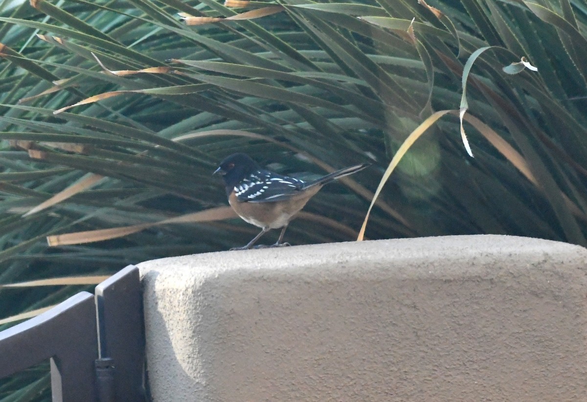 Spotted Towhee - ML644858688