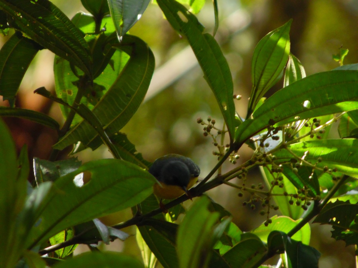 Tropical Parula - ML644858693