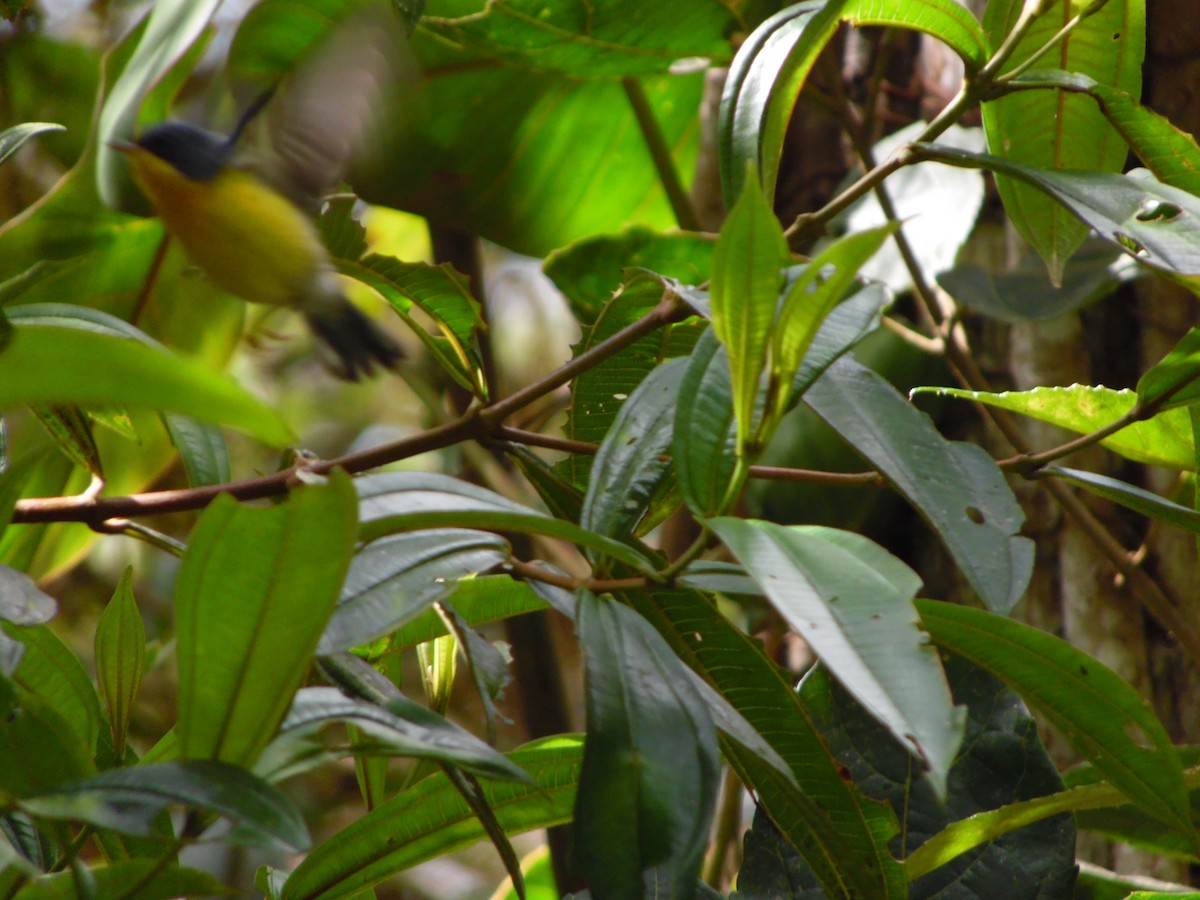 Tropical Parula - ML644858694