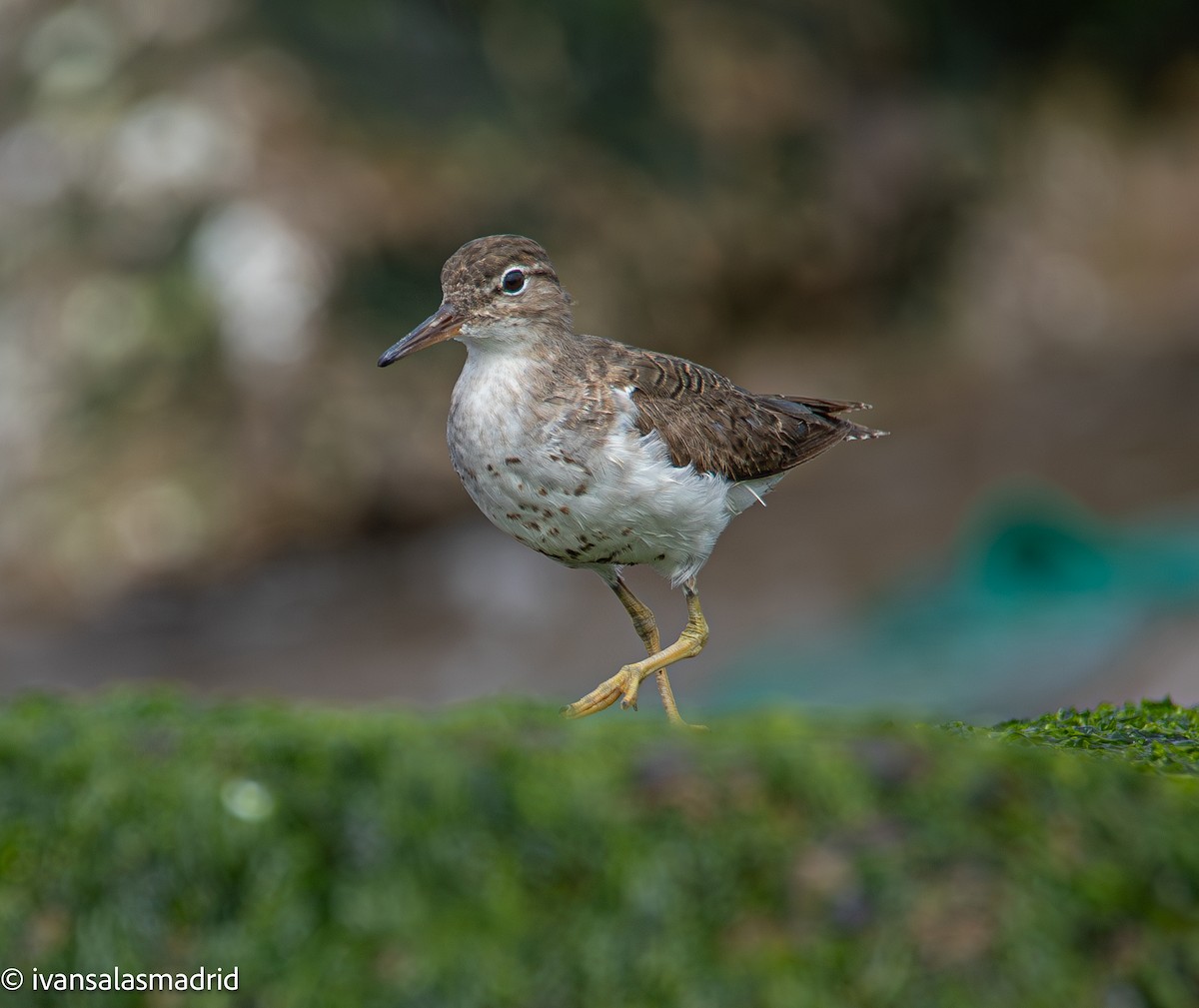 Spotted Sandpiper - ML644858697