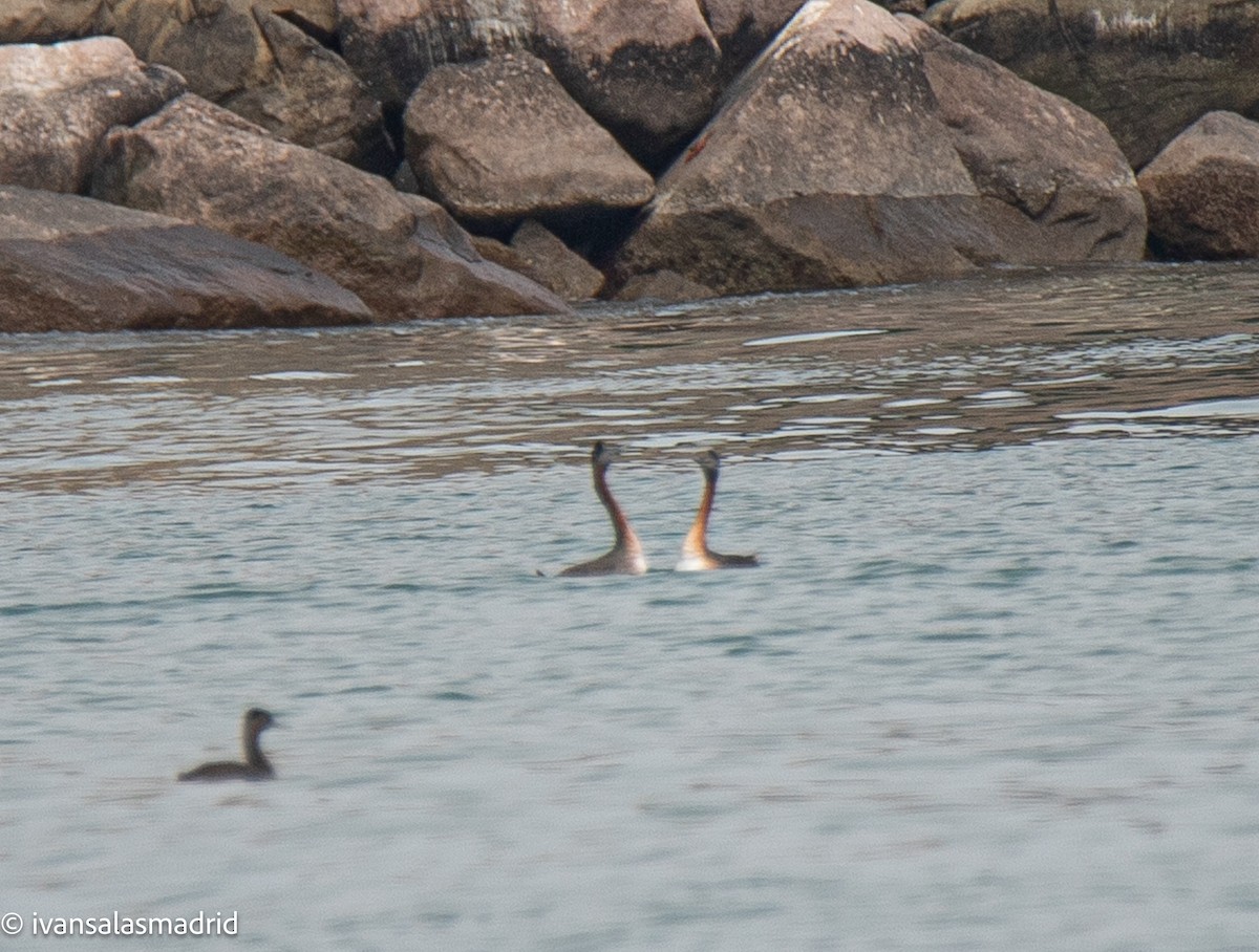 Great Grebe - ML644858701
