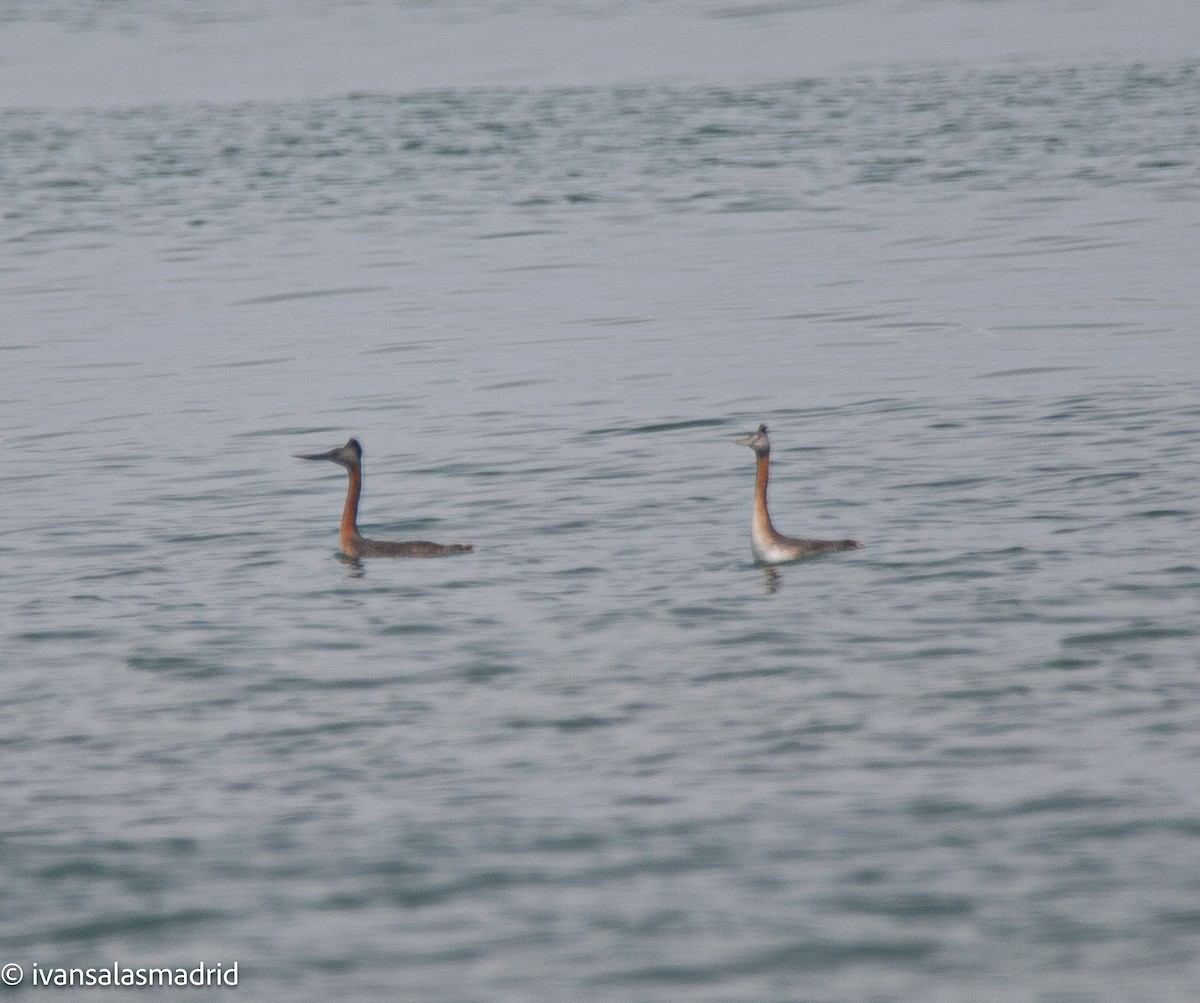 Great Grebe - ML644858702