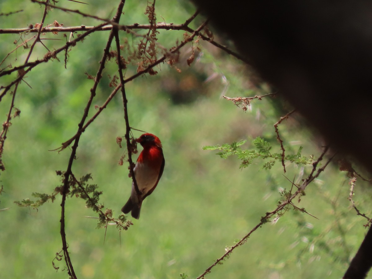 Anaplecte écarlate - ML644858704