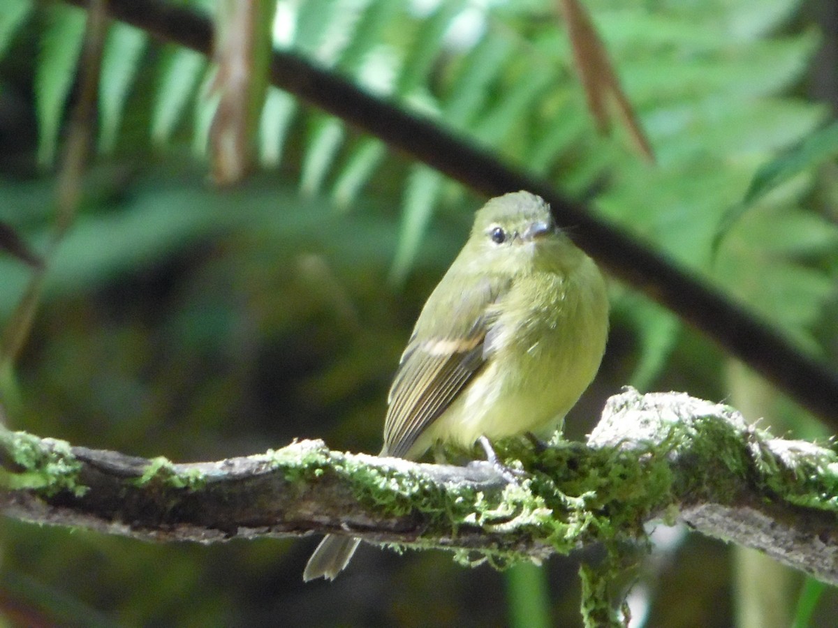 Flavescent Flycatcher - ML644858706