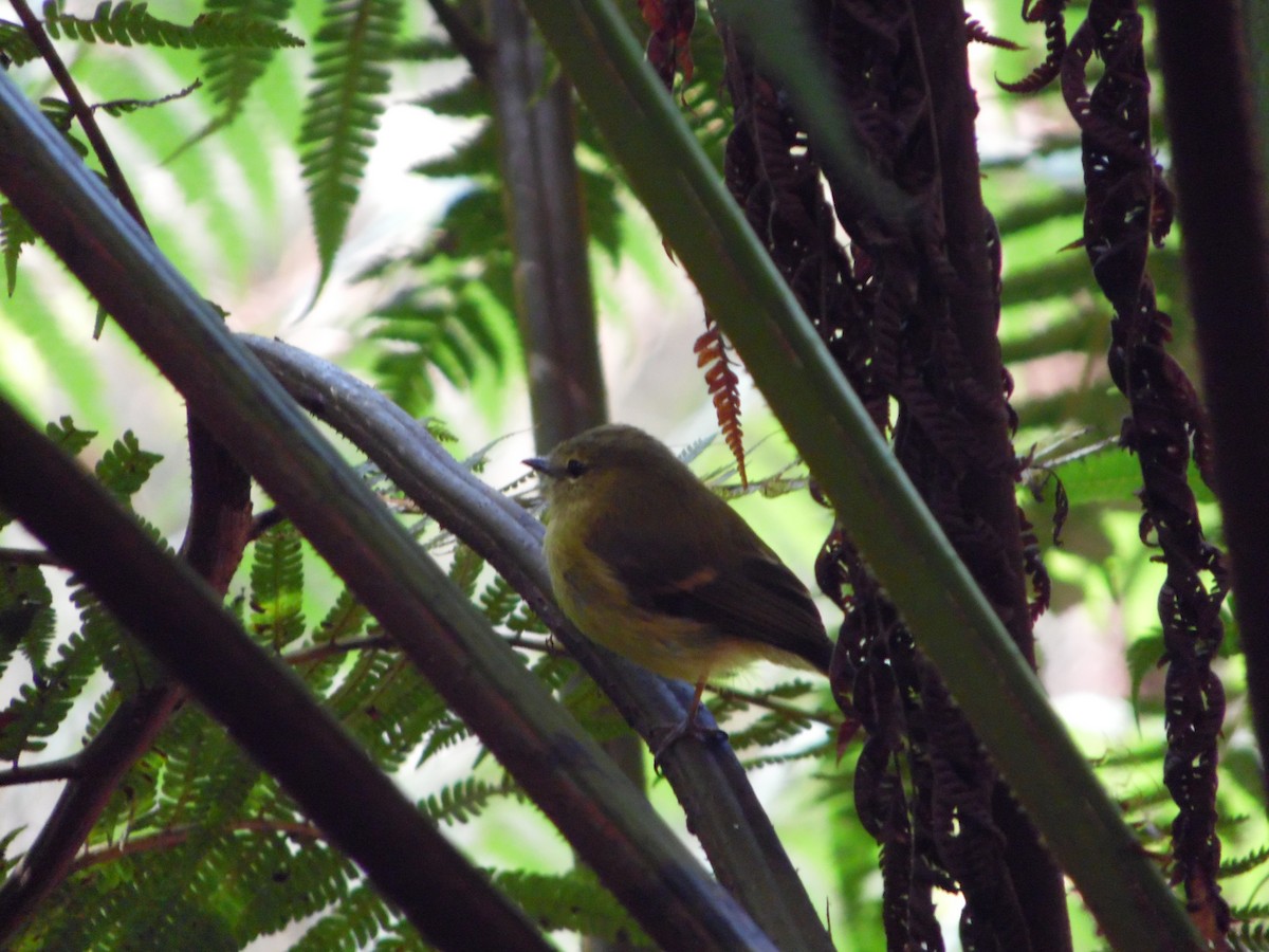 Flavescent Flycatcher - ML644858707