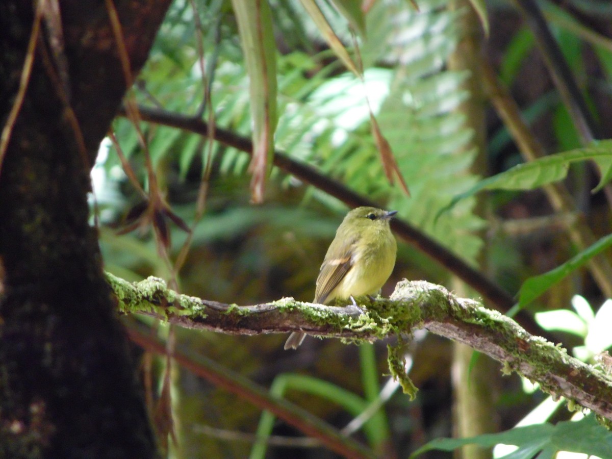 Flavescent Flycatcher - ML644858708