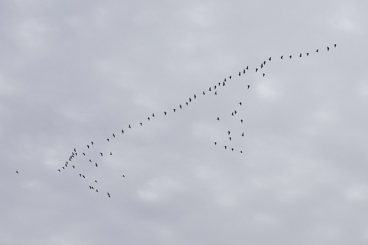 Canada Goose - ML644858710