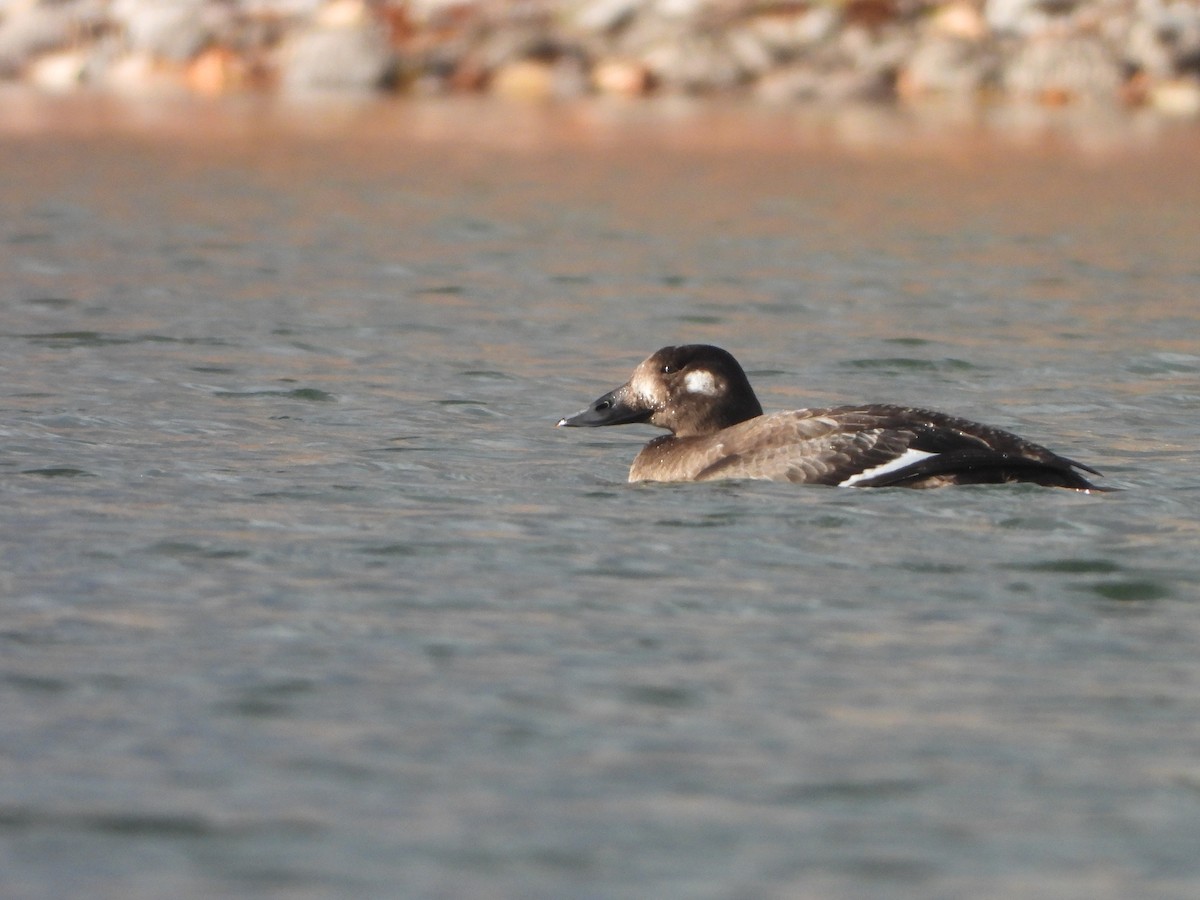 White-winged Scoter - ML644858717