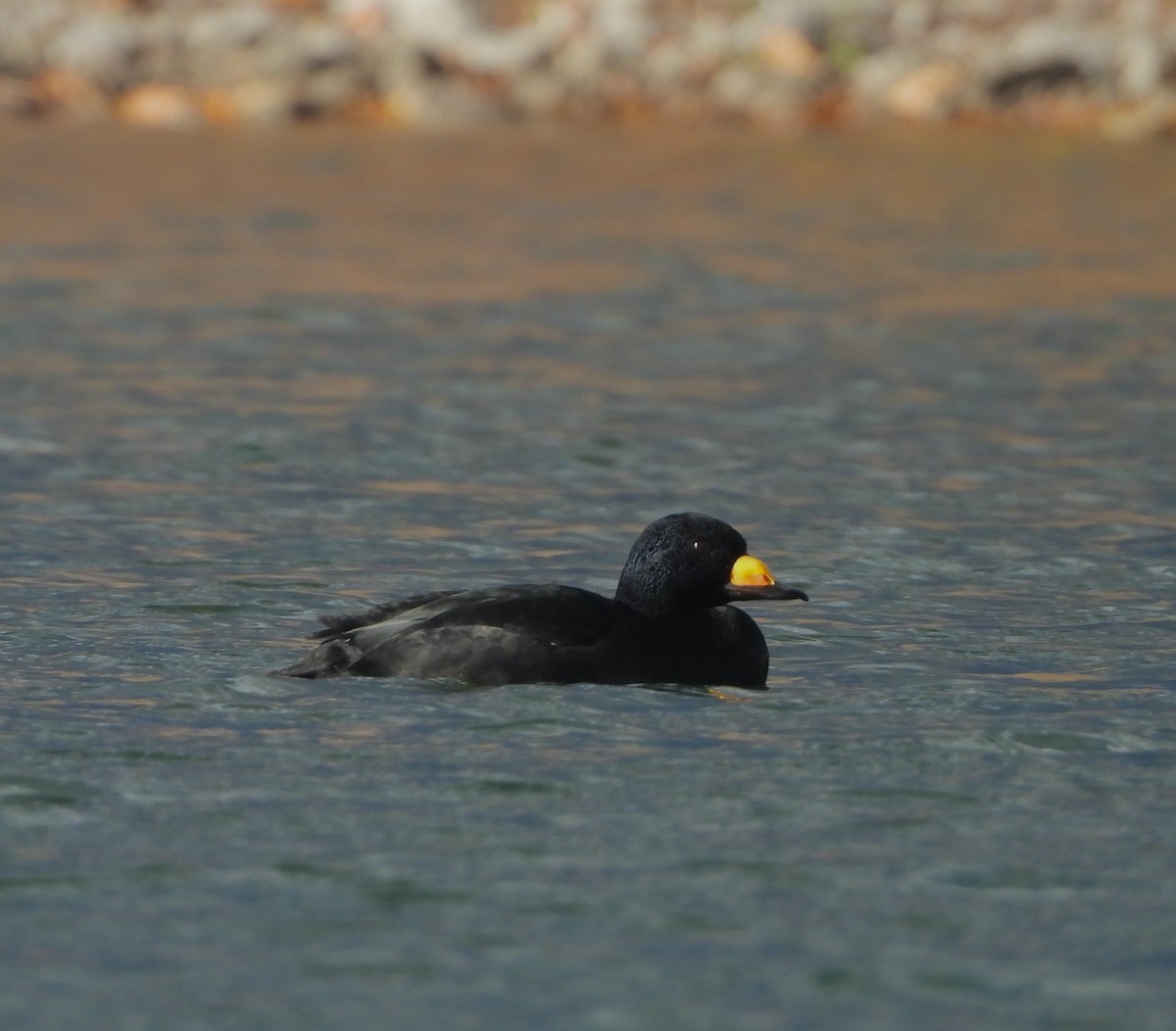 Black Scoter - ML644858724