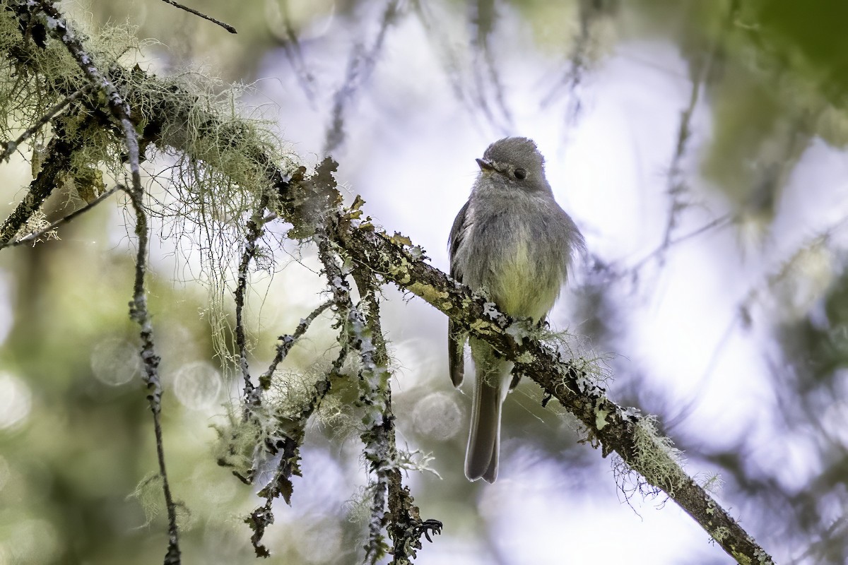Hammond's Flycatcher - ML644858742