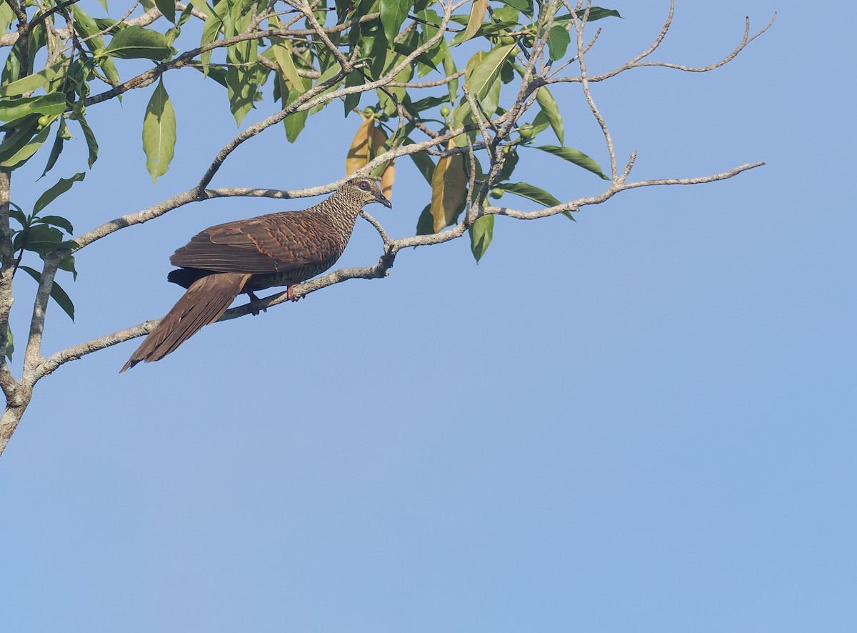 Tanimbar Cuckoo-Dove - ML644858746