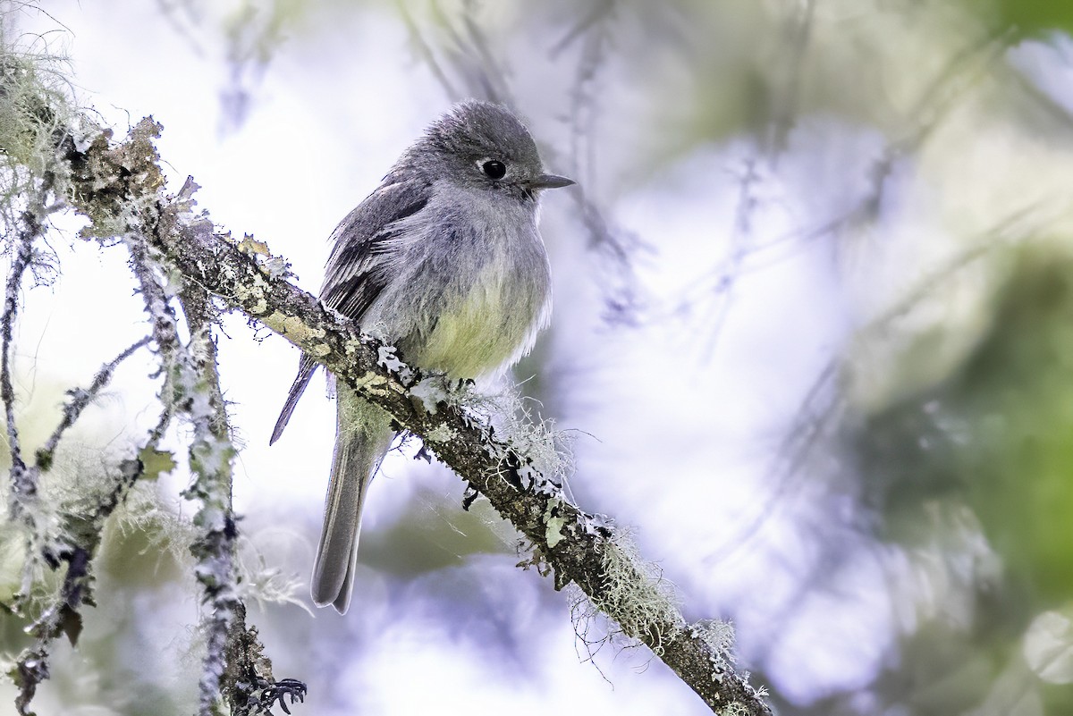 Hammond's Flycatcher - ML644858749